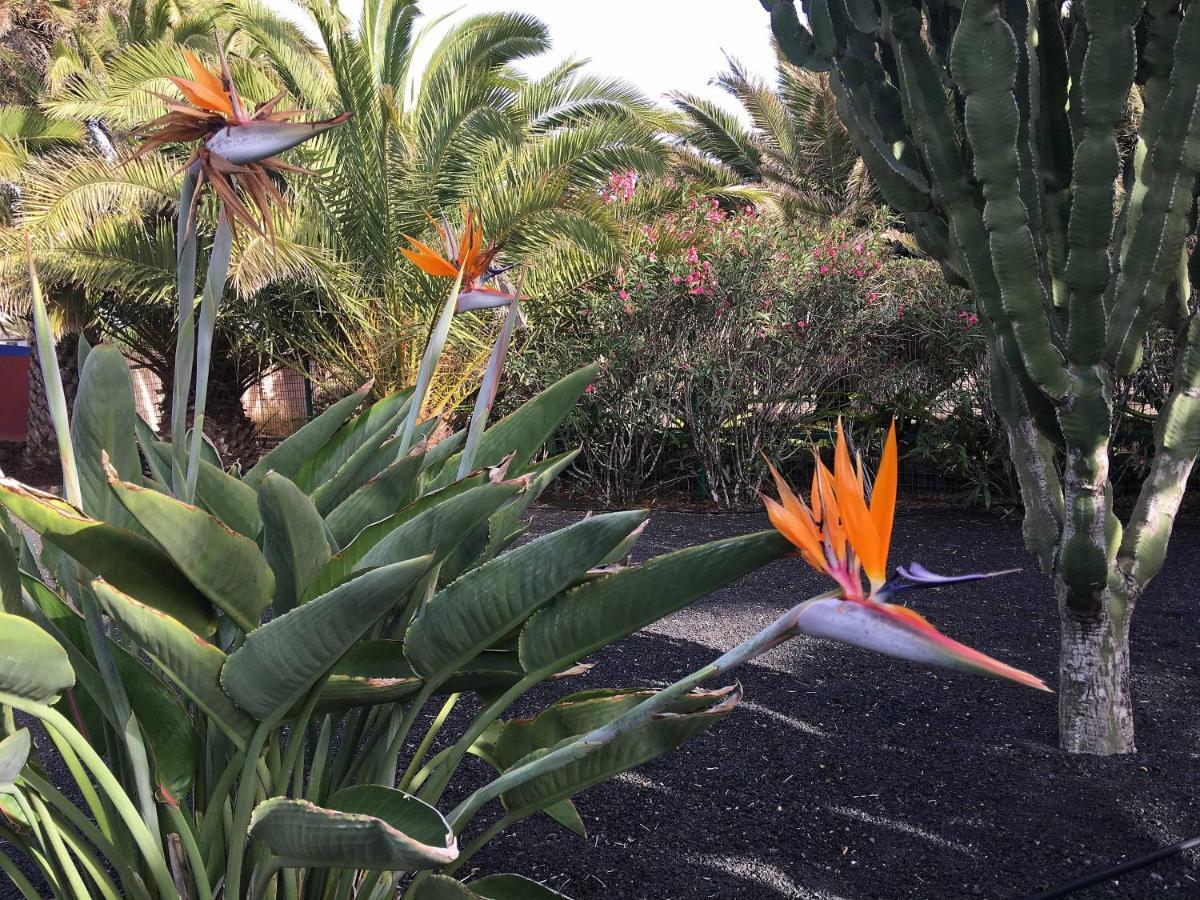 Casa Panama,In Der Finca Mimosa Teguise  Kültér fotó